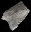 Bizarre Edestus Shark Tooth - Illinois #18688-1